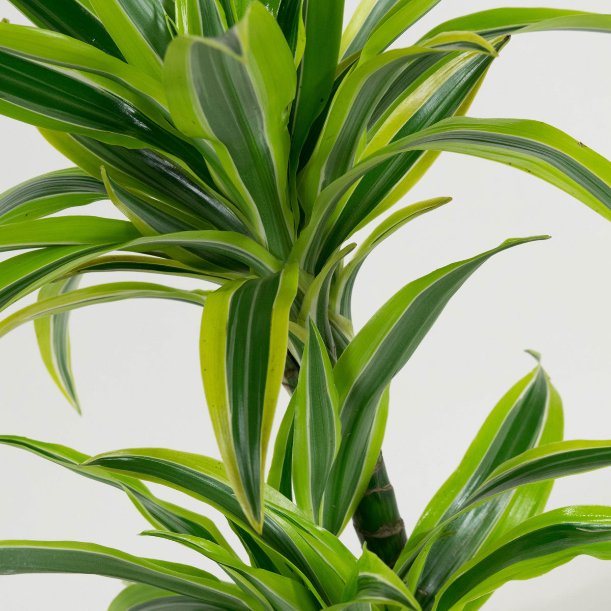 Lot de 4 Dragonniers (2x Dracaena 'Lemon Lime', 2x Dracaena 'Compacta') 25-35 cm