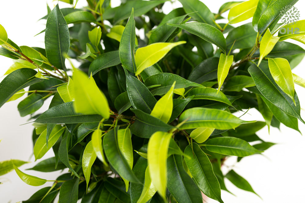 Set de 3 plantes d'intérieur Ficus benjamina (1x Ficus benjamina 'Green Kinky'®, 1x Ficus benjamina 'Kinky®', 1x Ficus benjamina 'Natasja') 25-35 cm