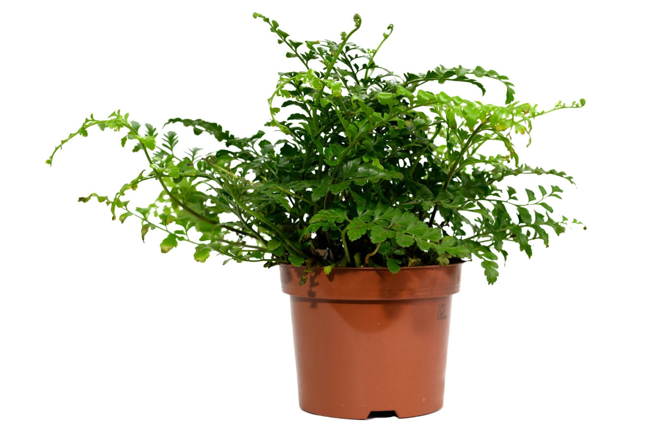 Set de 3 plantes d'intérieur fougères