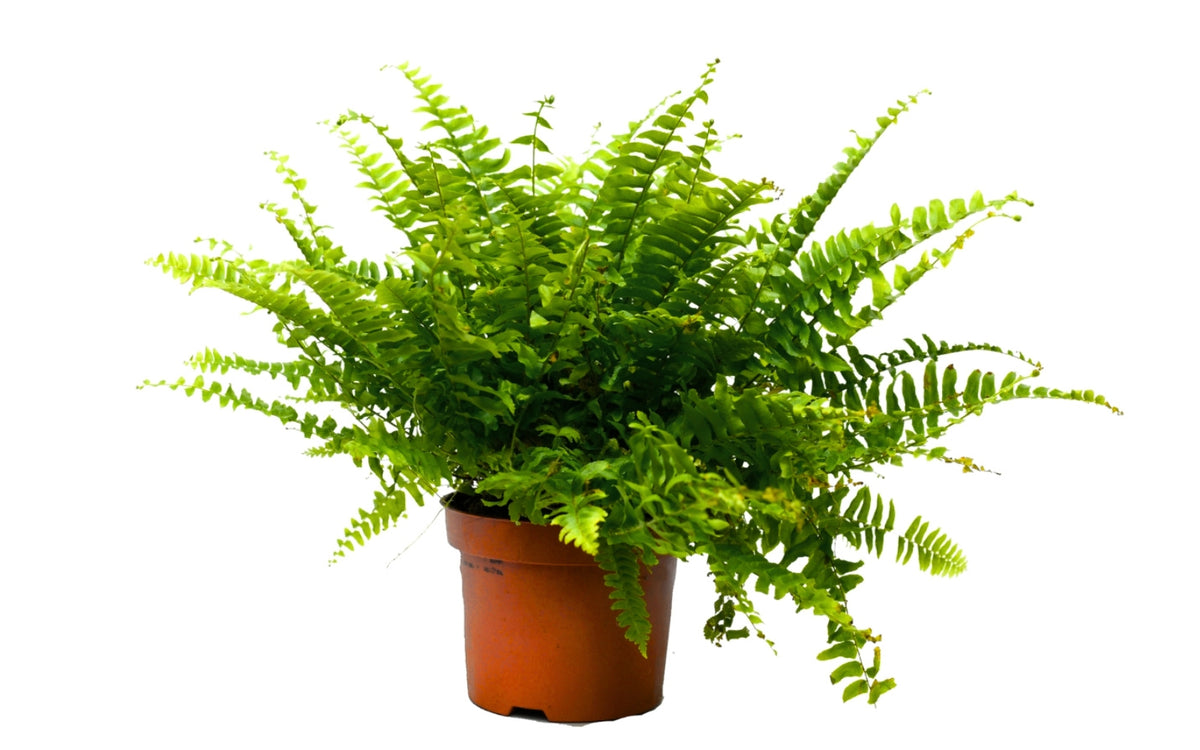 Set de 3 plantes d'intérieur fougères