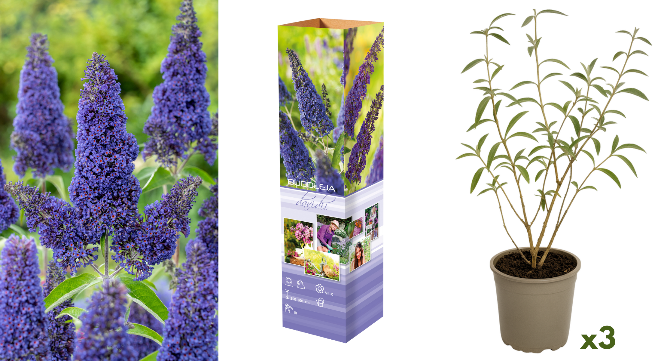 Lot de 3 arbres aux papillons ou lilas d'été (Buddleia de David) à fleurs bleues/lila - 30-38 cm