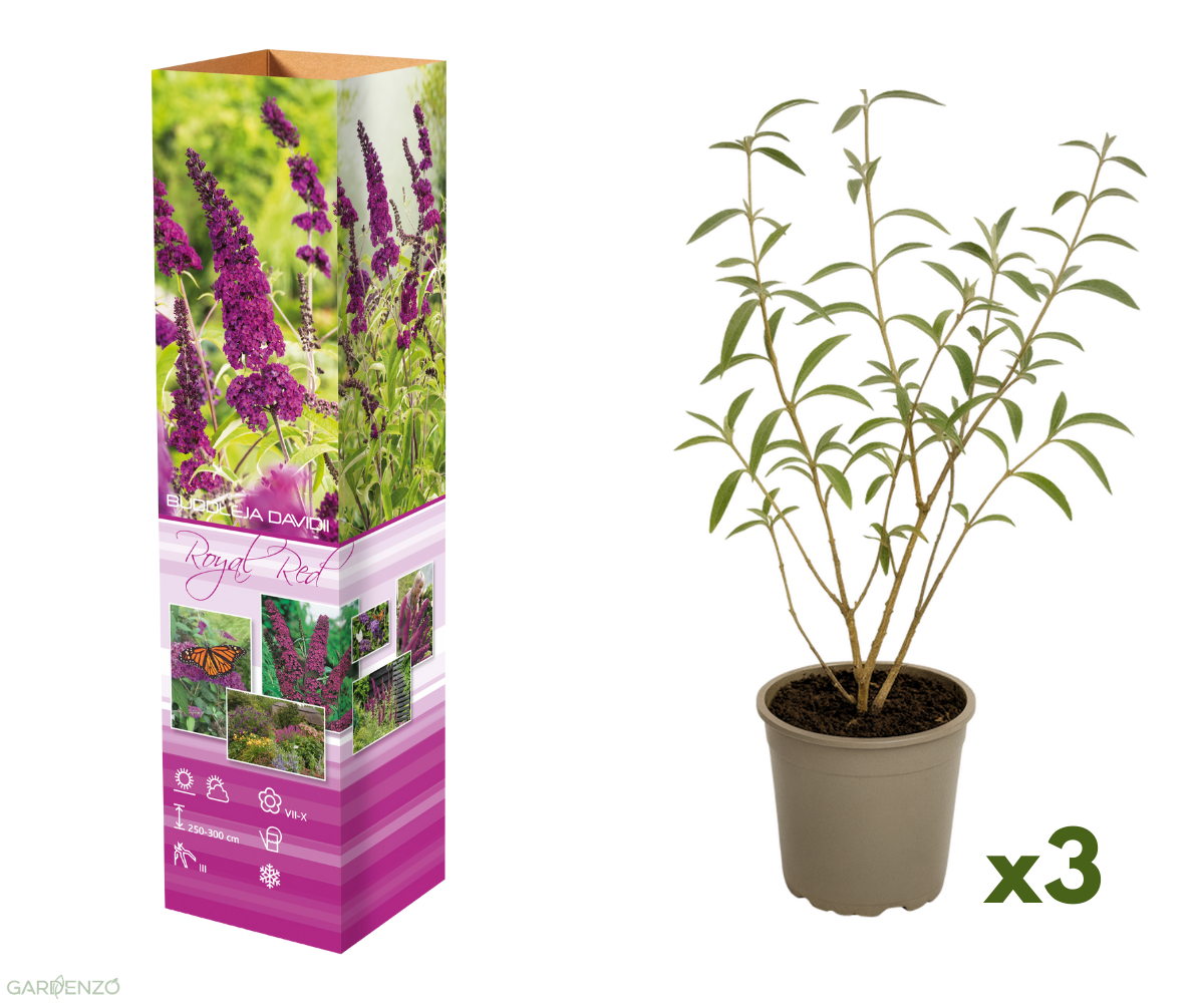 Lot de 3 arbres aux papillons ou lilas d'été (Buddleia de David) à fleurs violettes/rouges