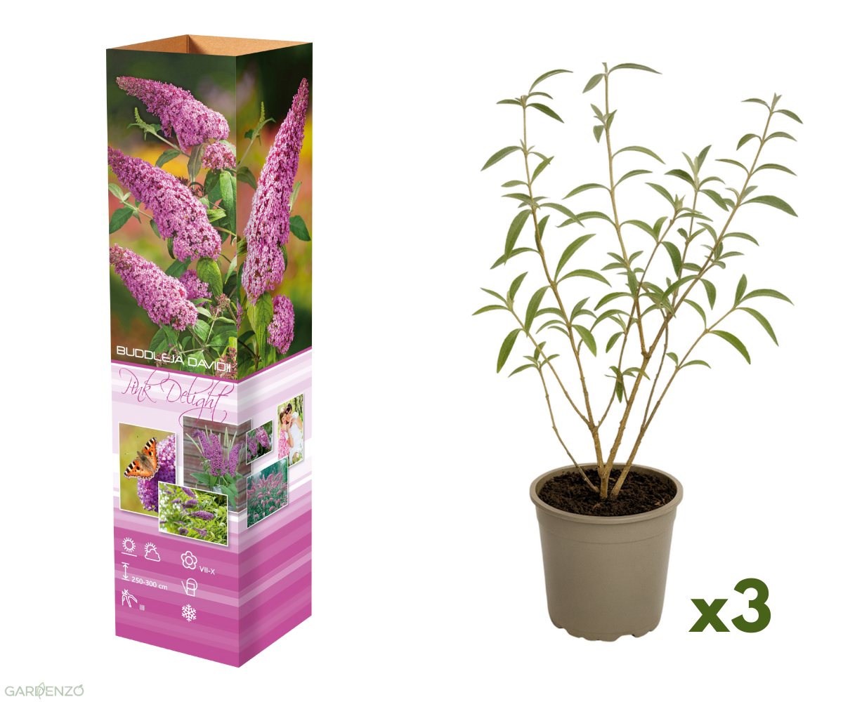 Lot de 3 arbres aux papillons ou lilas d'été (Buddleia de David) à fleurs roses