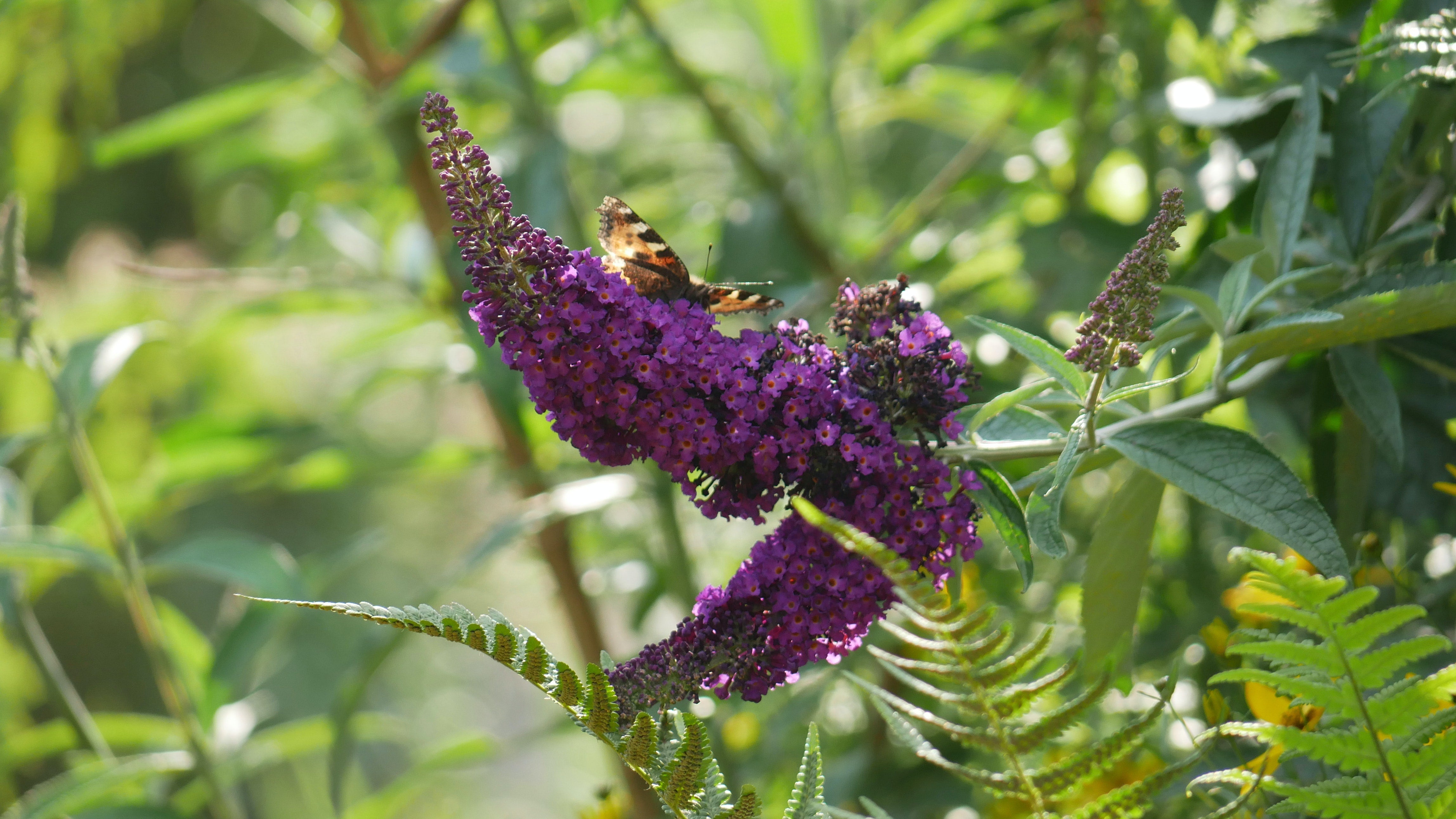 Mélange de 8 arbres aux papillons (Buddleia de David) à fleurs rouges, blanches, roses et violettes - 30-38 cm