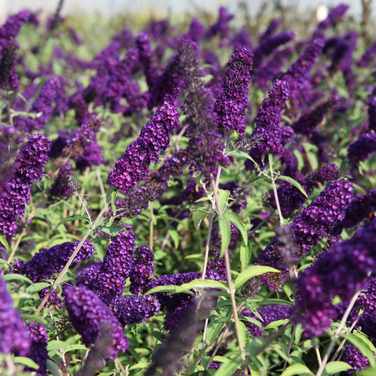 Mélange de 8 arbres aux papillons (Buddleia de David) à fleurs rouges, blanches, roses et violettes - 30-38 cm