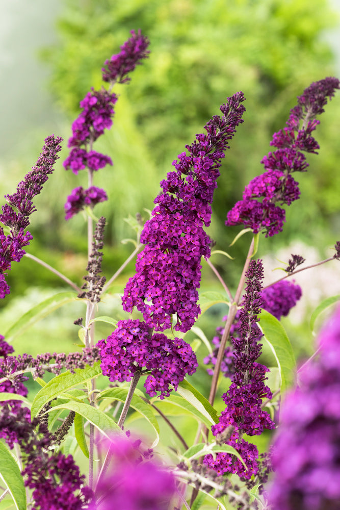 Mélange de 8 arbres aux papillons (Buddleia de David) à fleurs rouges, blanches, roses et violettes - 30-38 cm
