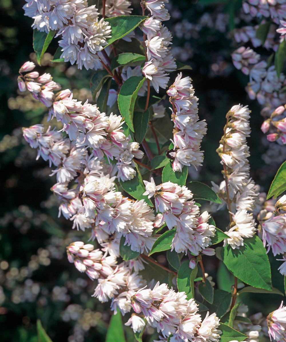 Lot de 8 arbustes d'ornement, mélange coloré pour un jardin vivant : 2 Hibiscus, 2 Weigelia, 2 Deutzia, 2 Forsythia