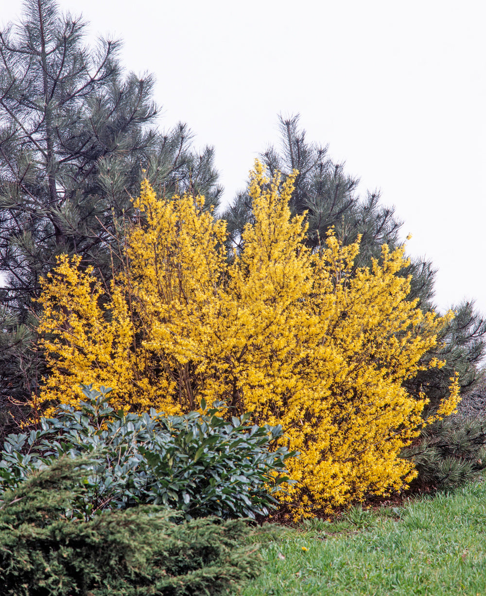 Lot de 8 arbustes d'ornement, mélange coloré pour un jardin vivant : 2 Hibiscus, 2 Weigelia, 2 Deutzia, 2 Forsythia