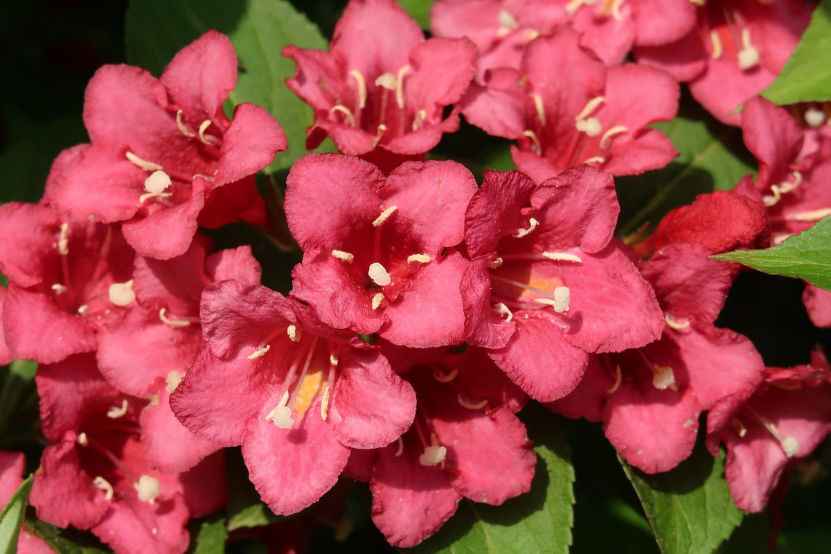 Lot de 8 arbustes d'ornement, mélange coloré pour un jardin vivant : 2 Hibiscus, 2 Weigelia, 2 Deutzia, 2 Forsythia