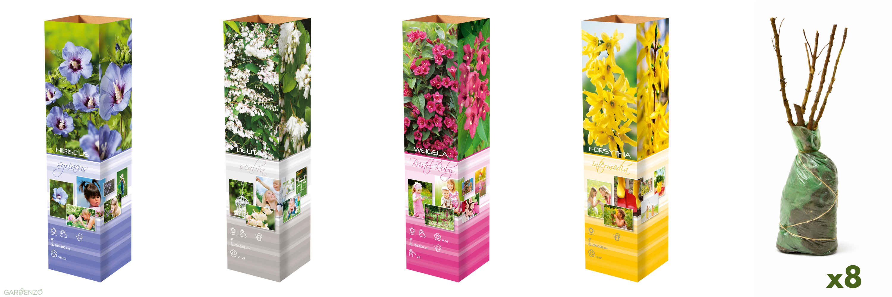 Lot de 8 arbustes d'ornement, mélange coloré pour un jardin vivant : 2 Hibiscus, 2 Weigelia, 2 Deutzia, 2 Forsythia