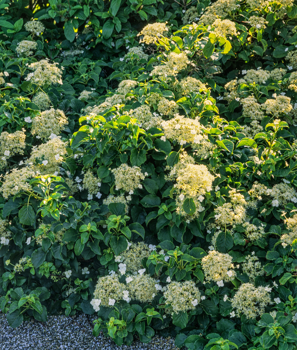 Lot de 2 hortensias grimpants - 30-38 cm