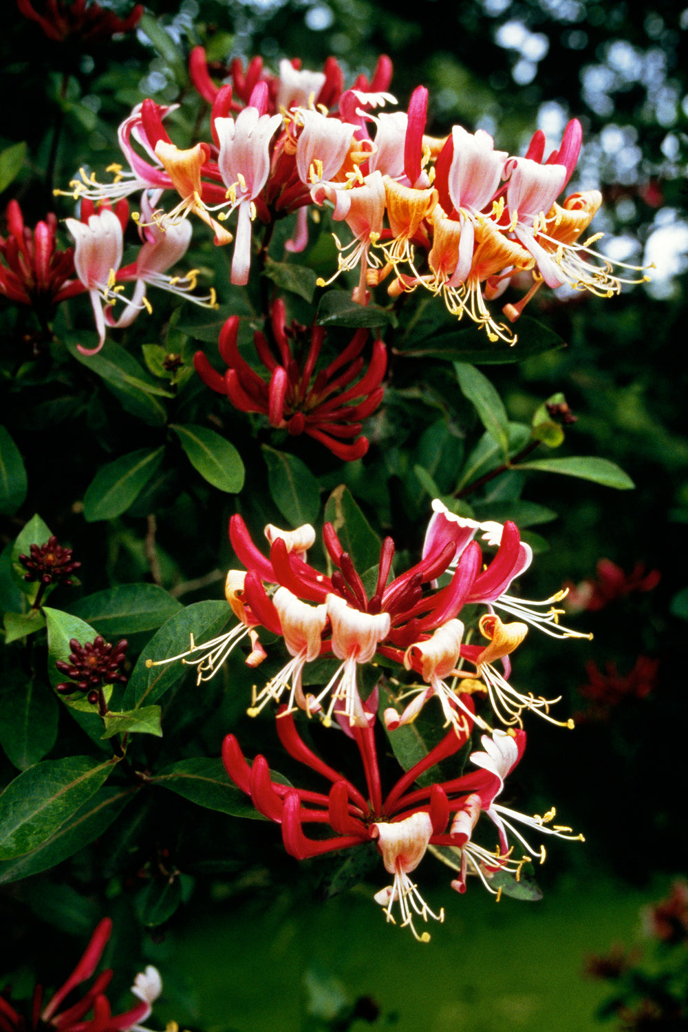 Lot de 3 chèvrefeuilles (Lonicera Periclymenum Belgica) - 30-38 cm