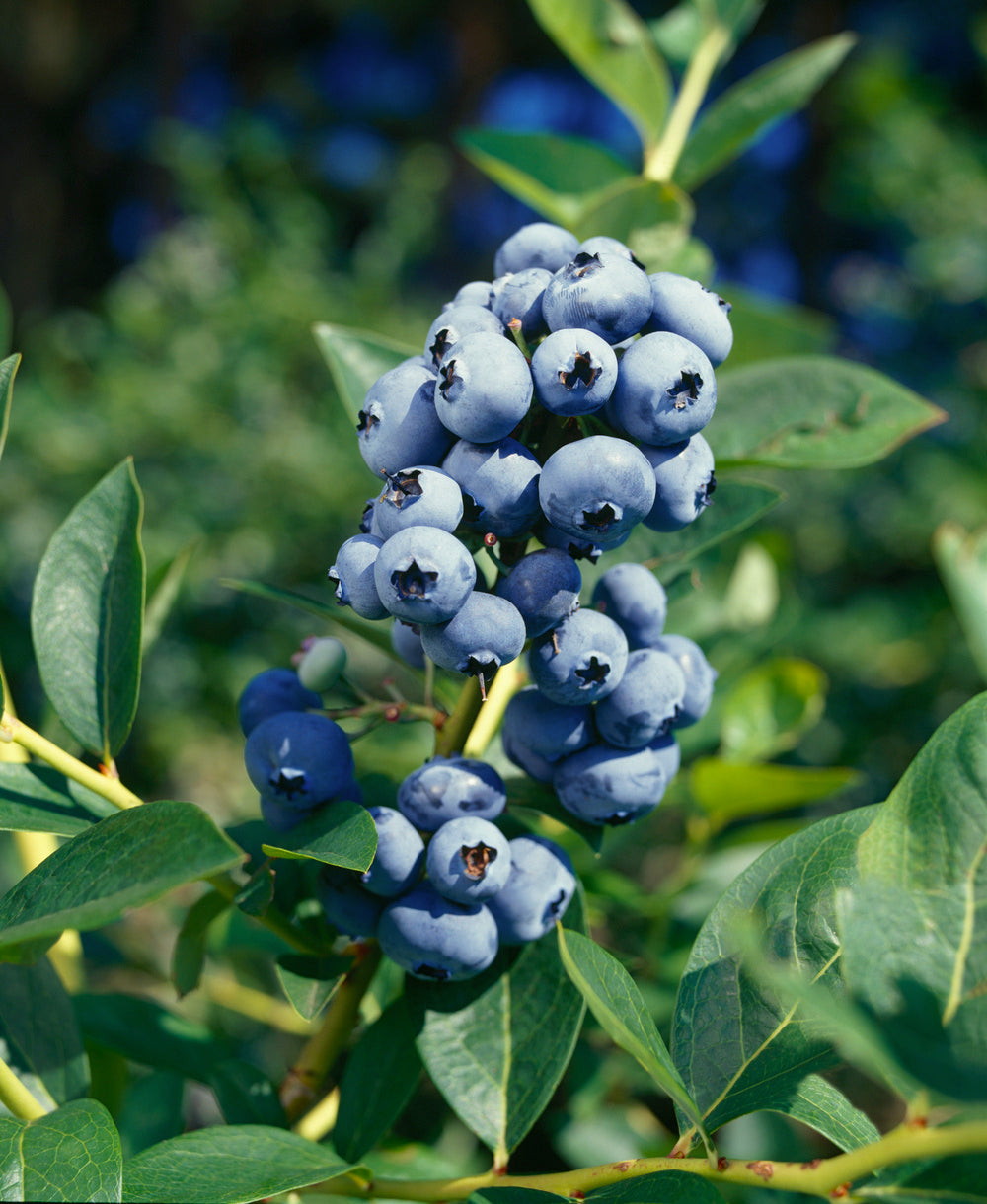 Lot de 4 plantes vitaminées 30–38 cm - 1 baie de Goji, 1 Honeyberry, 1 myrtille, 1 grenade