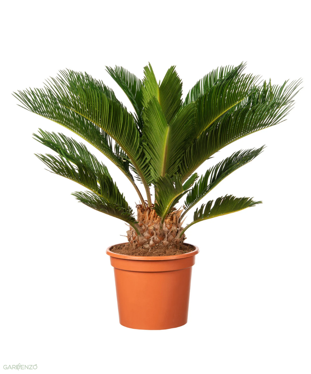Palmier Cycas du Japon - Moyen (50-70 cm)
