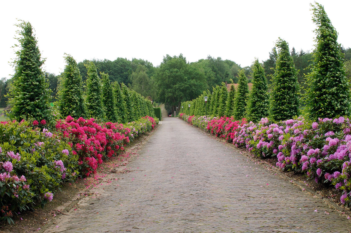 Lot de 8 rhododendrons - 2 blancs, 2 roses, 2 rouges, 2 violets 20-38 cm