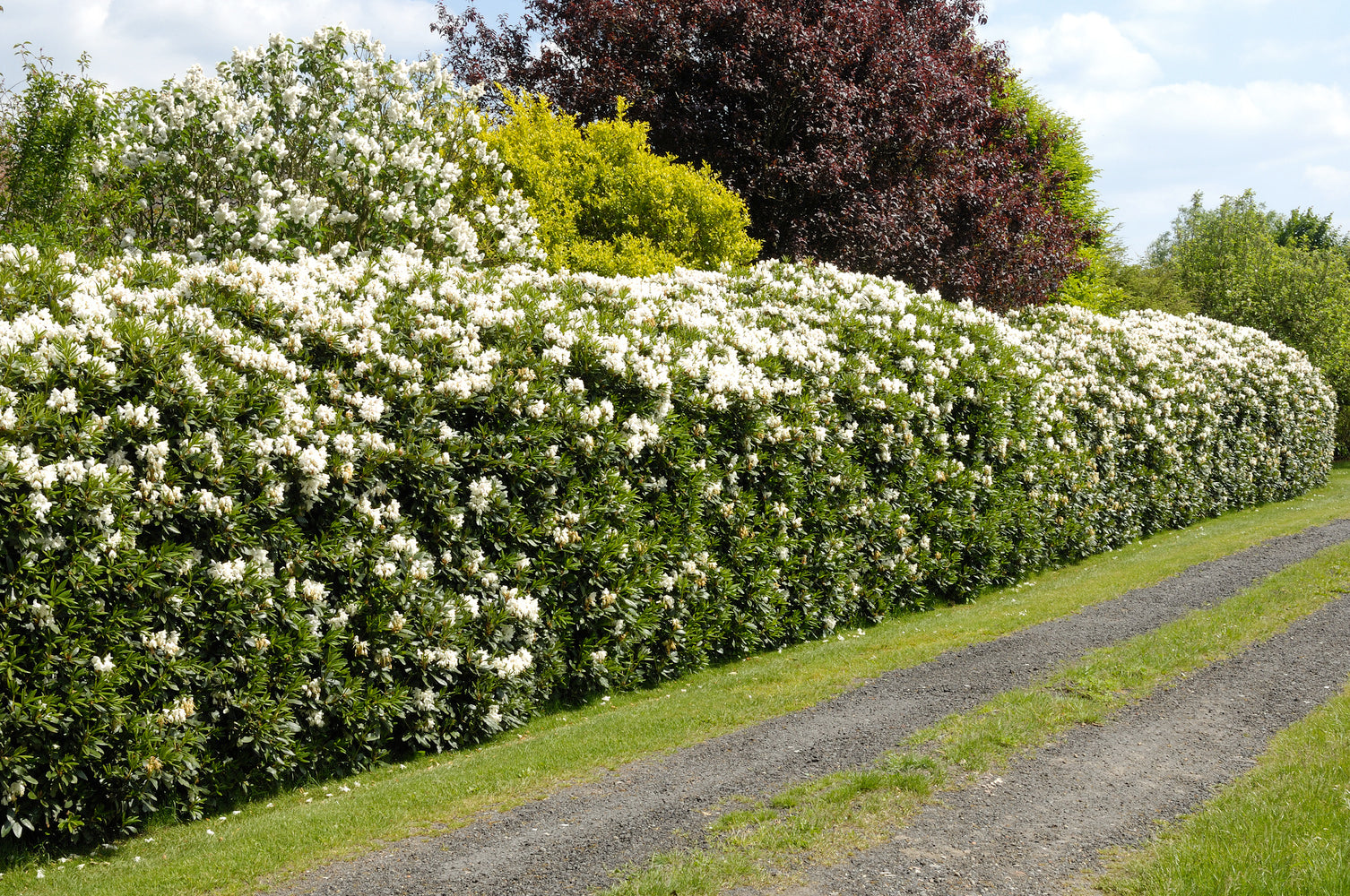 Lot de 6 rhododendrons Cunningham's White - Fleurs blanches 20-38 cm