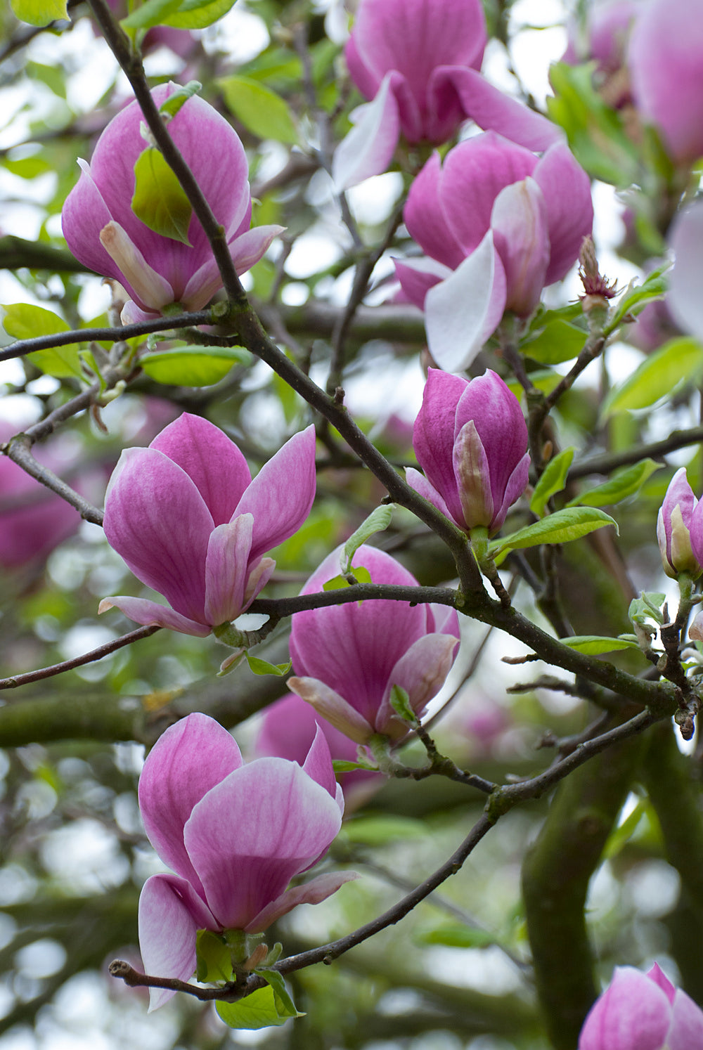 Lot de 3 magnolias Susan - 30-38 cm