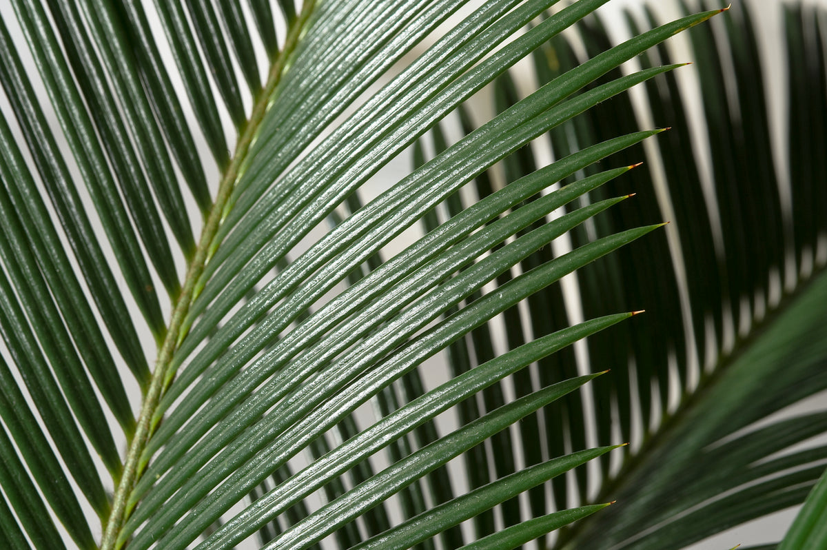 Palmier Cycas du Japon - Grand (60-70 cm)
