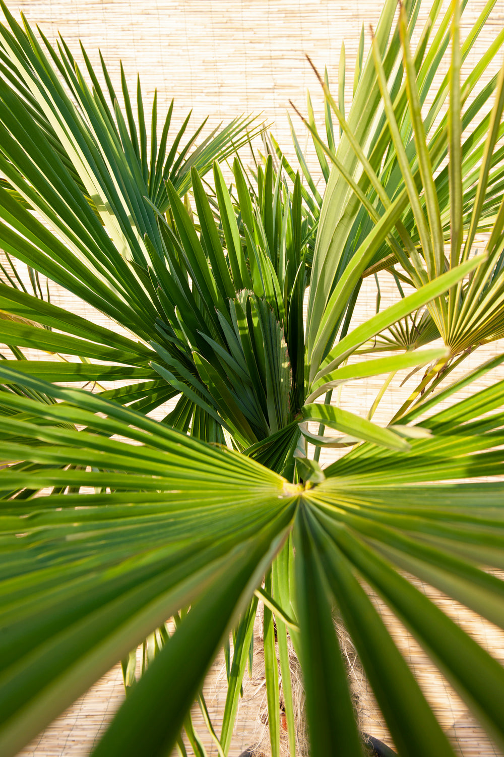 Lot de 2 palmiers nains européens (Chamaerops humilis) - Grand 70–90 cm