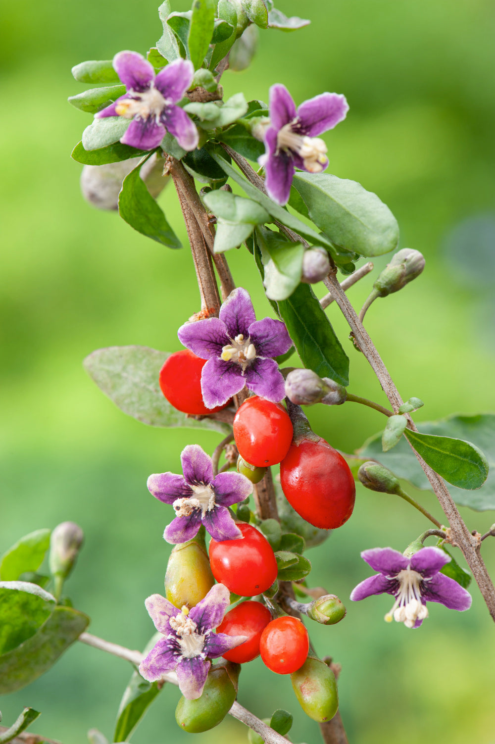 Lot de 8 plantes vitaminées 30–38 cm - 2 baies de Goji, 2 Honeyberry, 2 myrtilles, 2 grenades