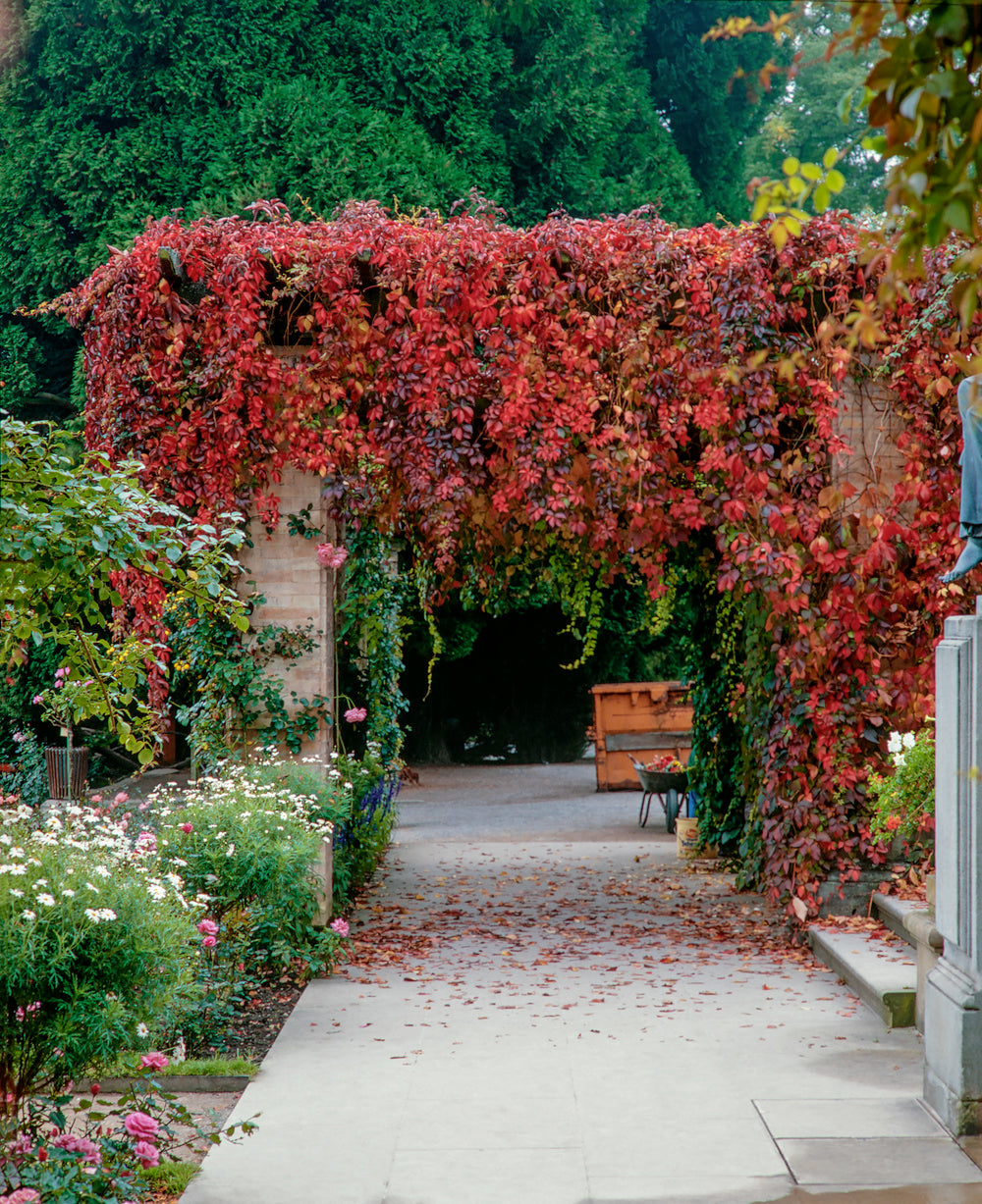 Lot de 3 vignes vierges (Parthenocissus Quinquefolia Engelmanni) - 30-38 cm