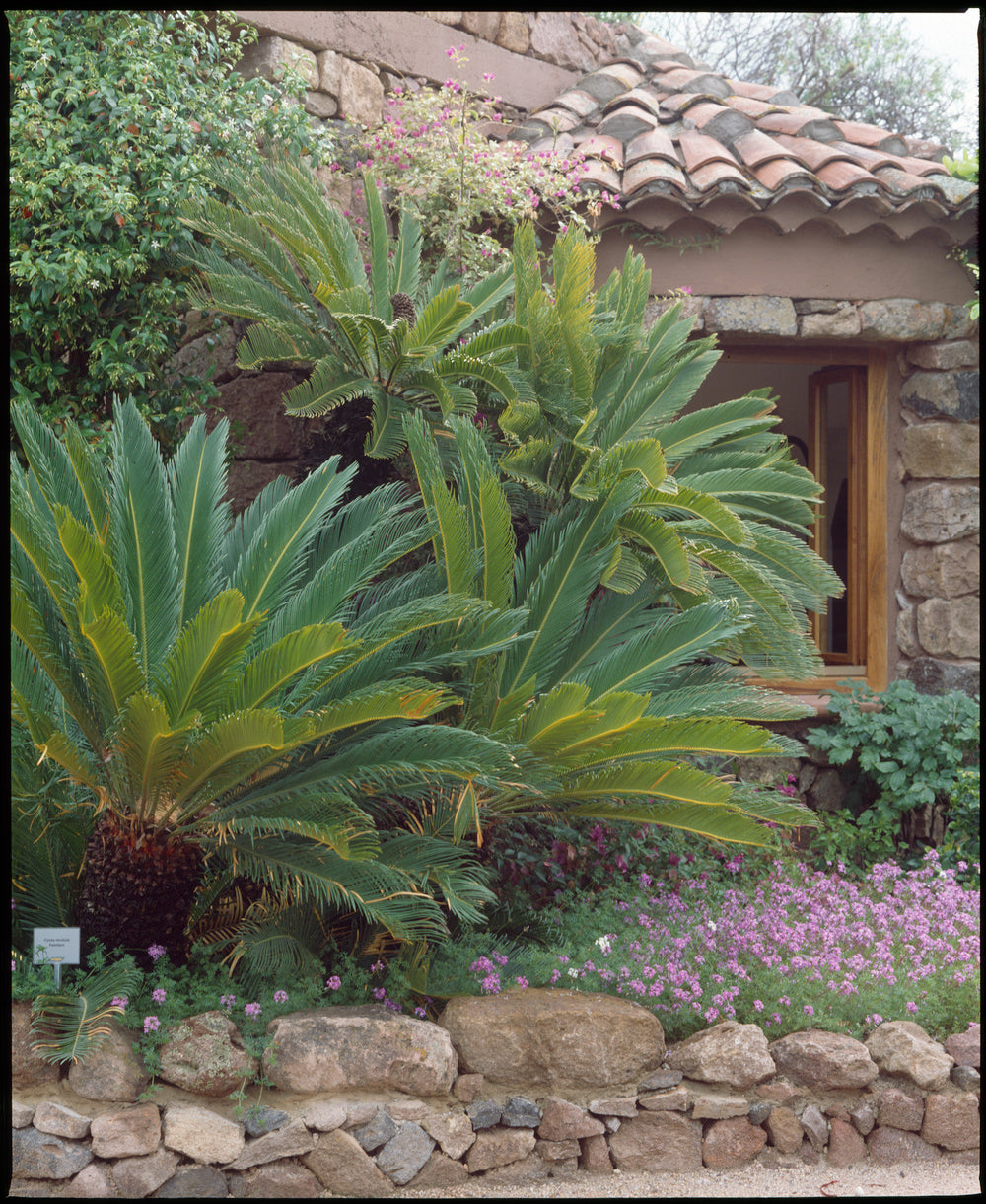 Palmier Cycas du Japon - Grand (60-70 cm)