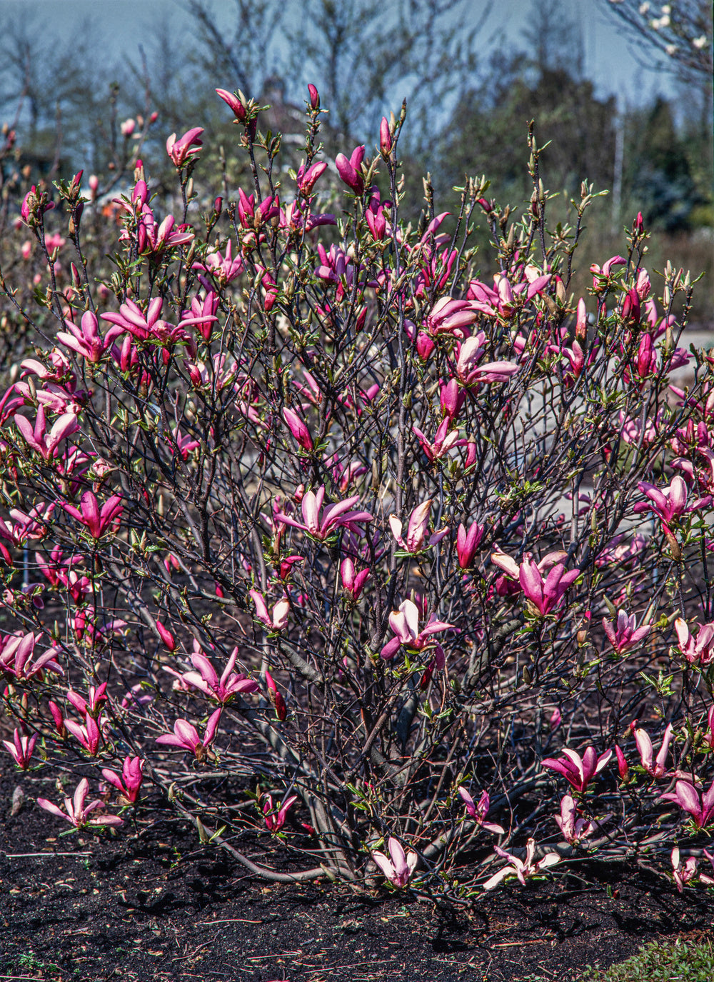Lot de 3 magnolias Susan - 30-38 cm
