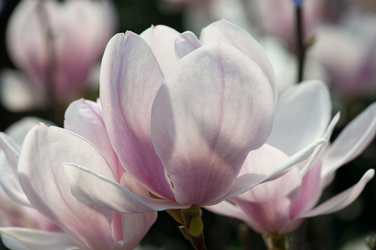 Lot de 6 magnolias Soulangeana - 30-38 cm
