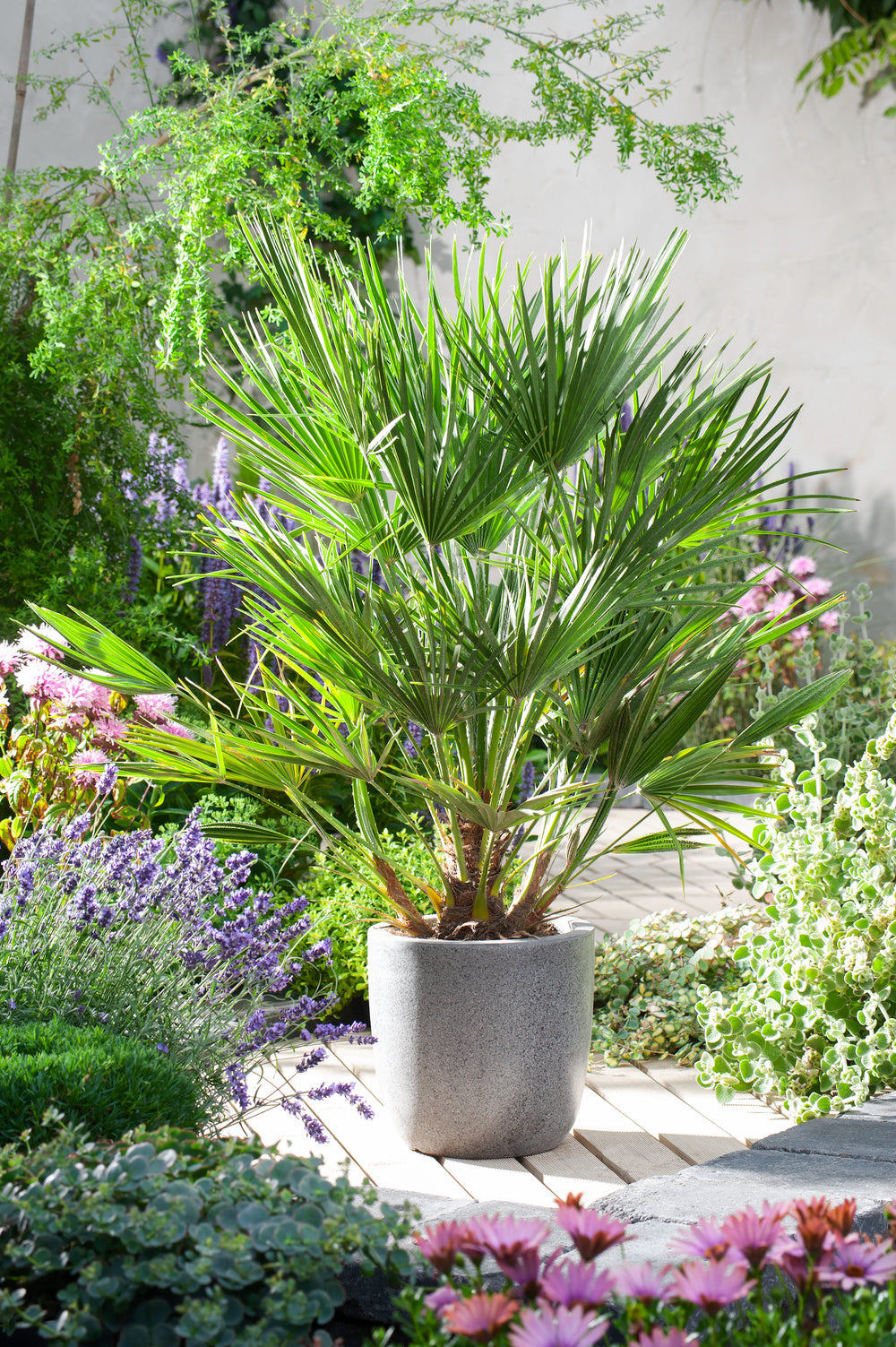Palmier éventail Chinois - Moyen (40-60 cm)