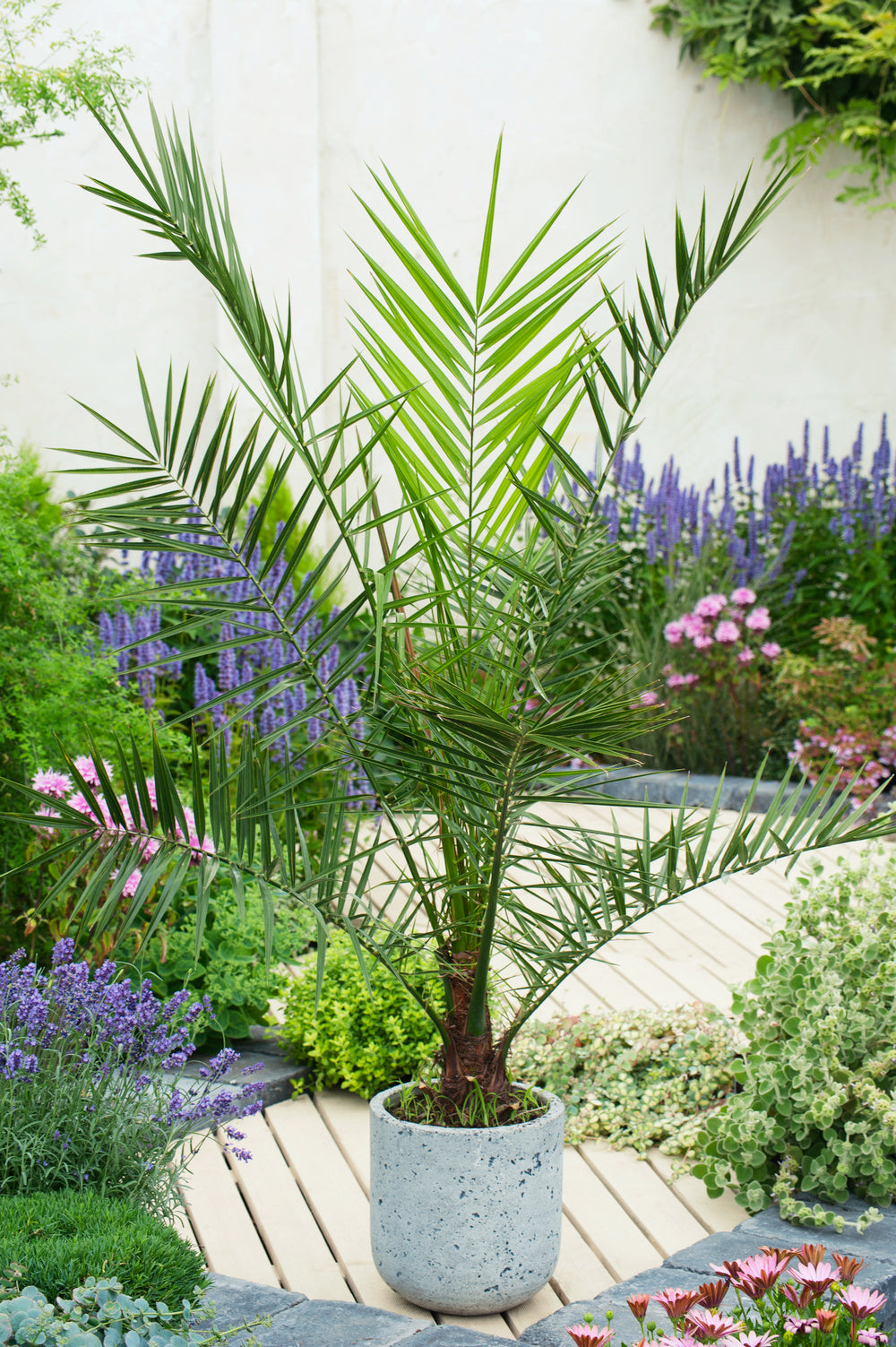 Palmier Phoenix canariensis - Moyens (50–70 cm)
