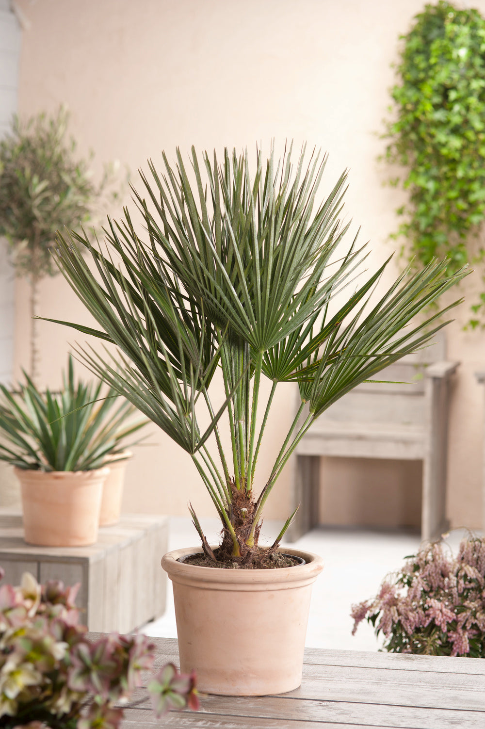 Palmier nain européen (Chamaerops humilis) - Moyen 50–70 cm