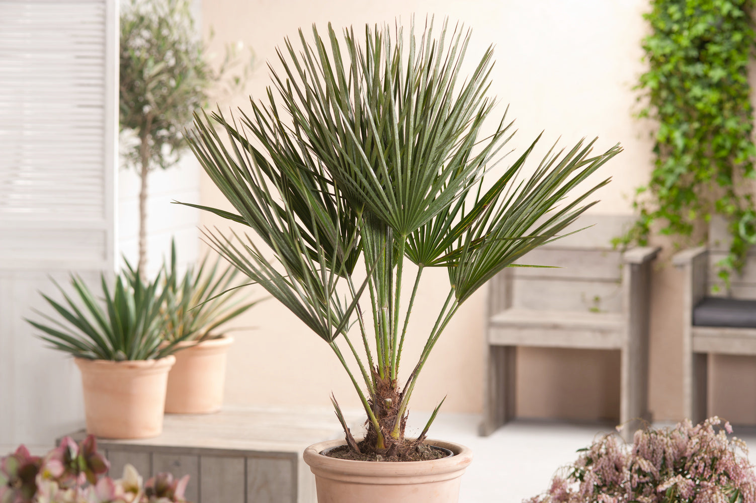Lot de 2 palmiers nains européens (Chamaerops humilis) - Grand 70–90 cm
