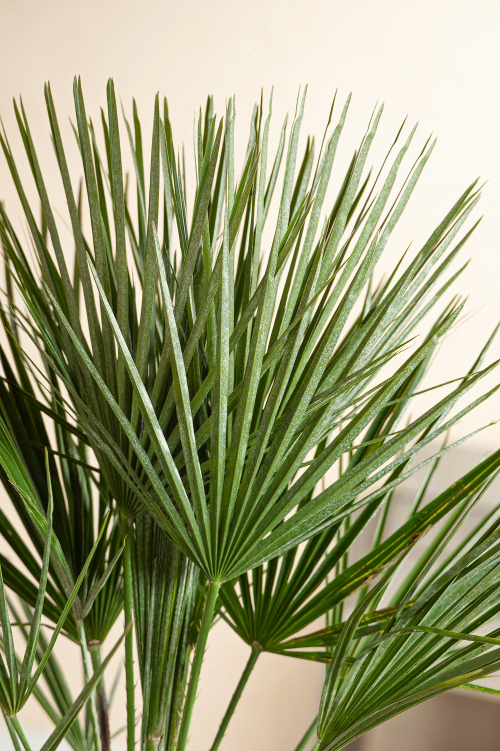 Lot de 2 palmiers nains européens (Chamaerops humilis) - Grand 70–90 cm