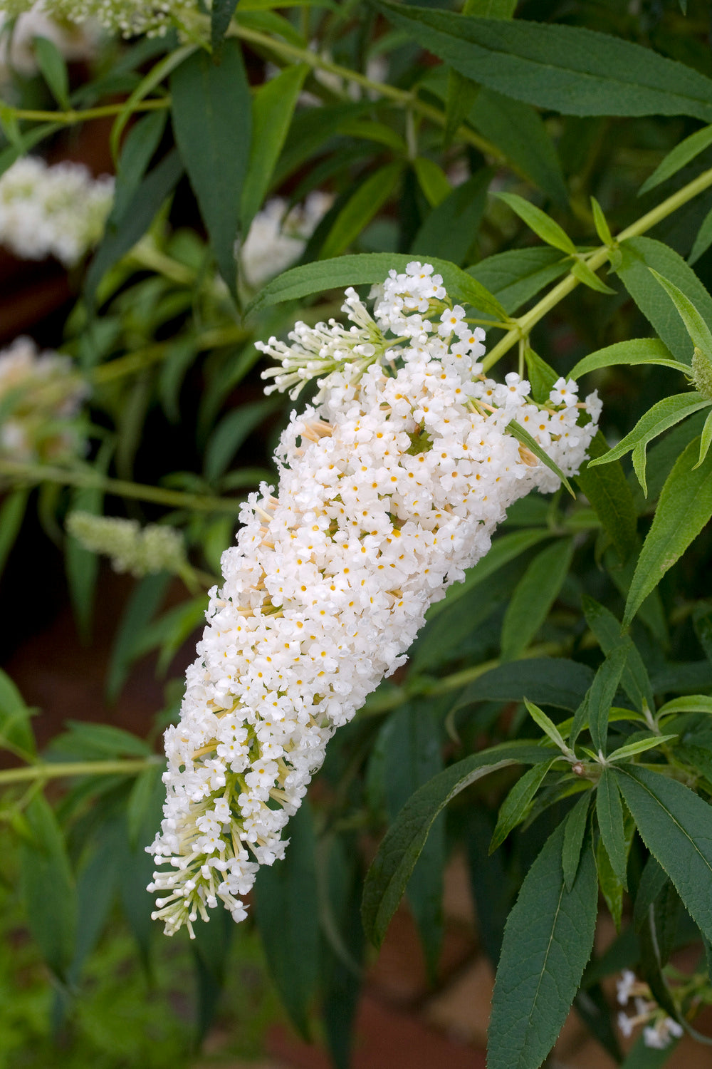 Lot de 3 arbres aux papillons ou lilas d'été (Buddleia de David) à fleurs blanches - 30-38 cm