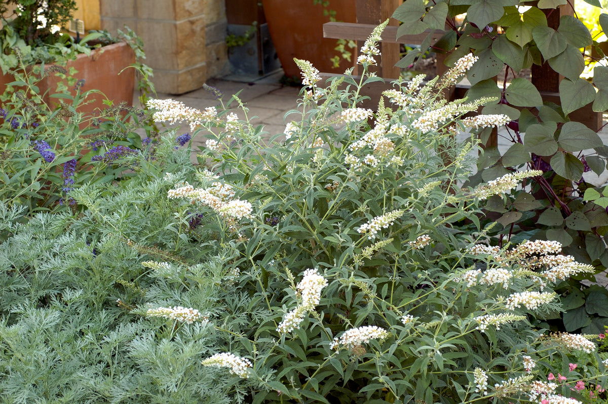 Lot de 3 arbres aux papillons ou lilas d'été (Buddleia de David) à fleurs blanches - 30-38 cm