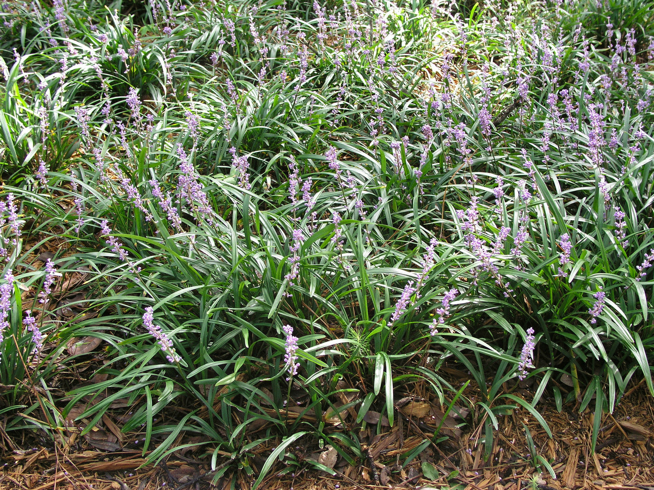 Lot de 8 graminées: 2 Pennisetum, 2 Liriopes, 2 Imperata, 2 Festuca,