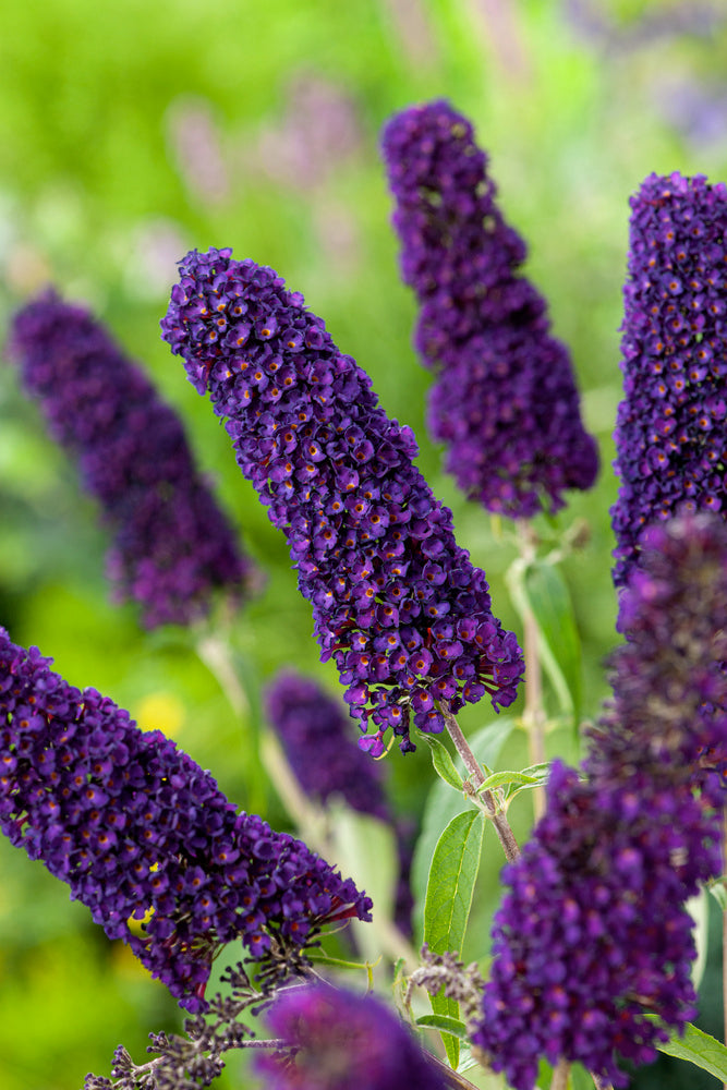 Lot de 3 arbres aux papillons ou lilas d'été (Buddleia de David) à fleurs noires/violettes