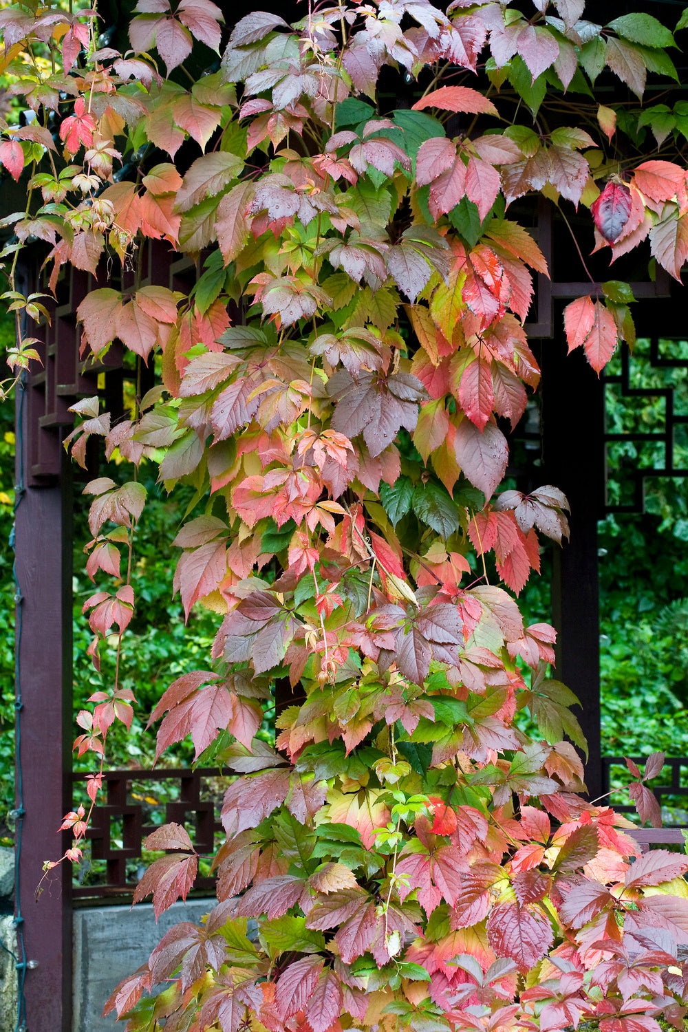 Lot de 3 vignes vierges (Parthenocissus Quinquefolia Engelmanni) - 30-38 cm