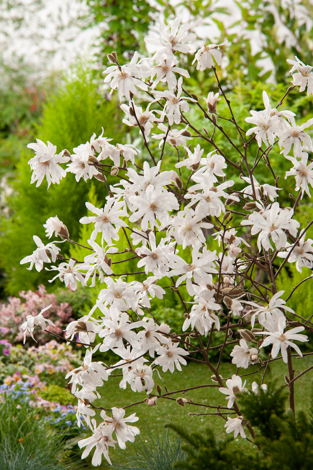 Lot de 3 magnolias Stellata - 30-38 cm
