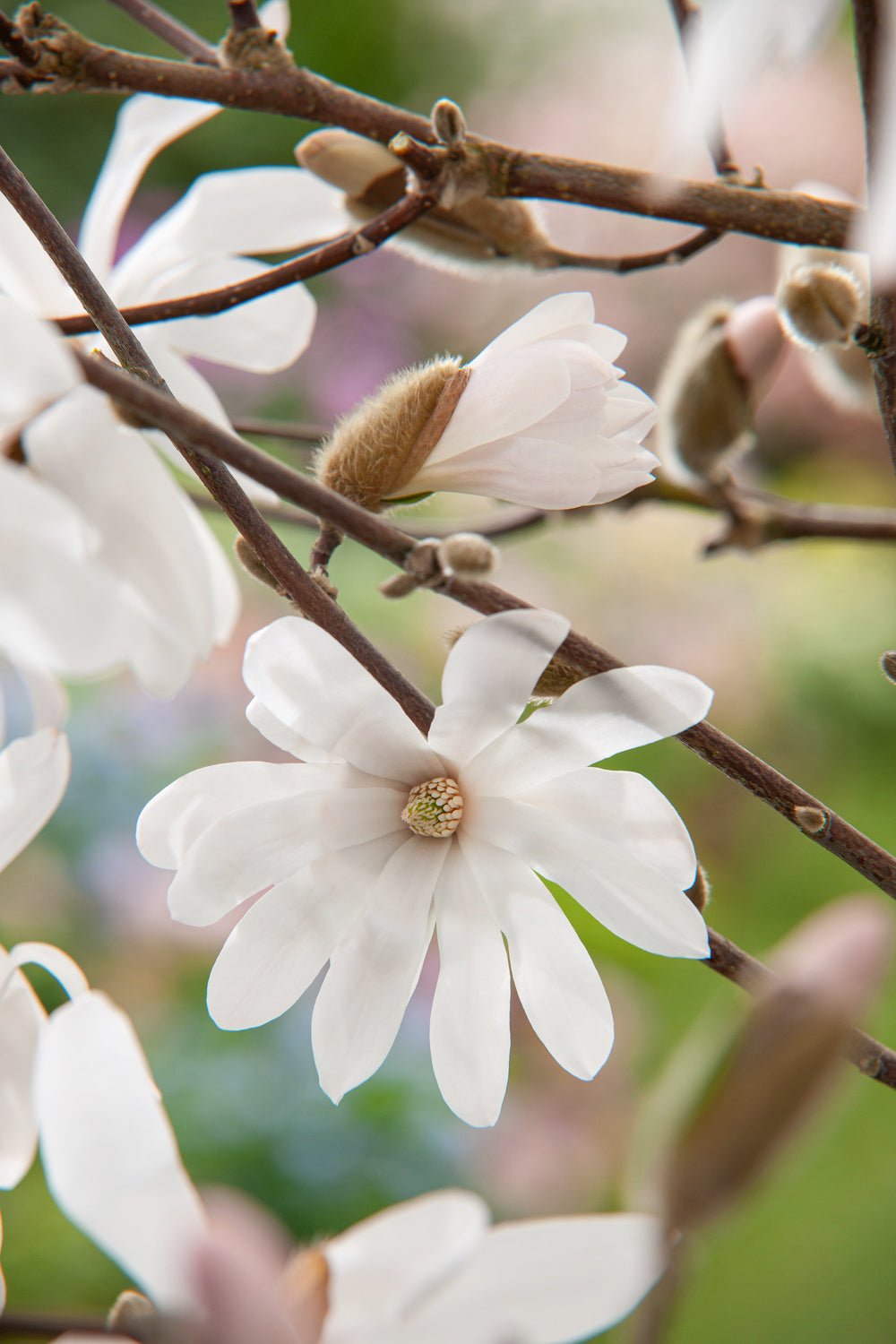 Lot de 3 magnolias Stellata - 30-38 cm