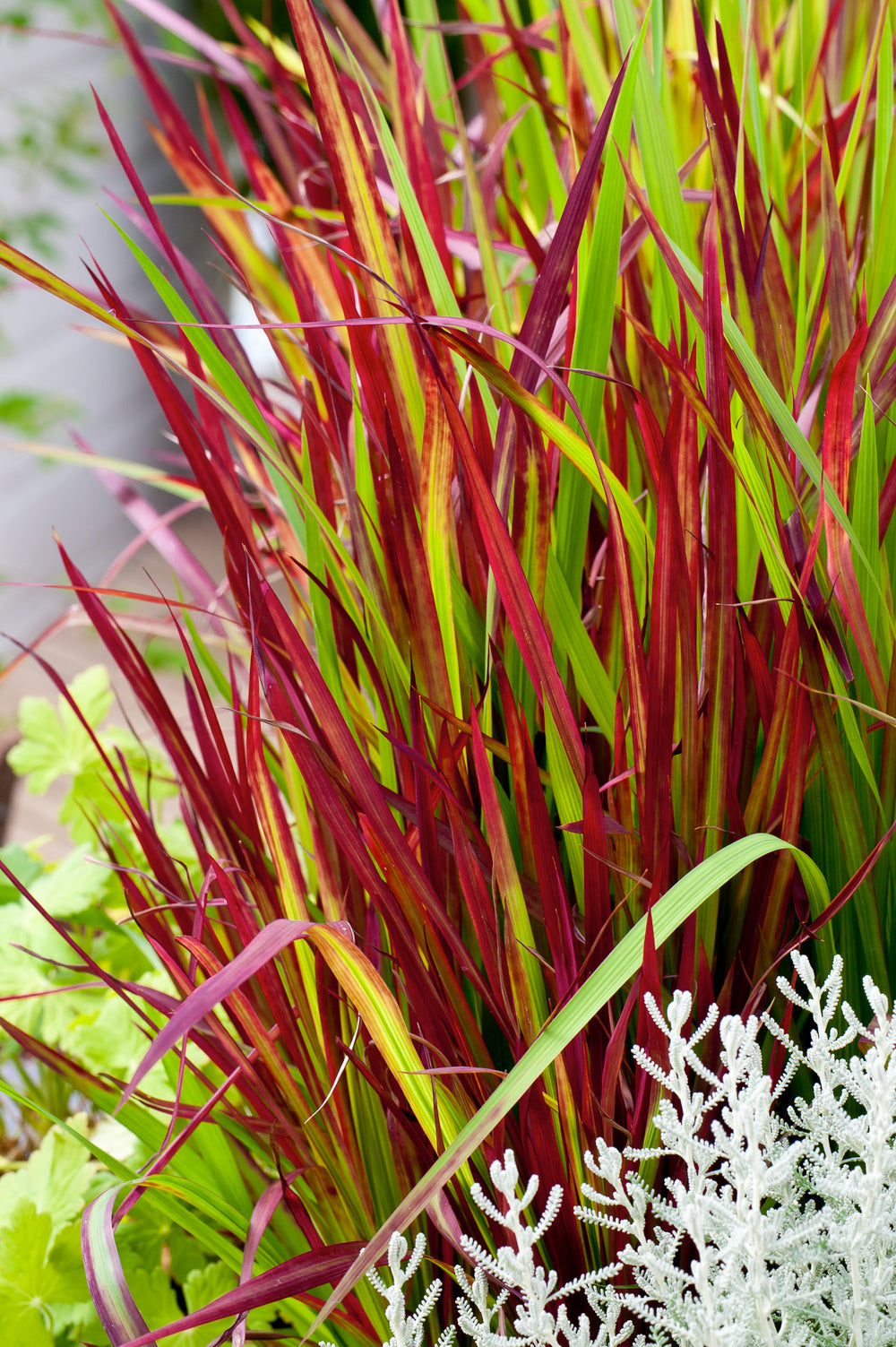 Lot de 4 graminées : 1 Stipa, 1 Pennisetum, 1 Imperata, 1 Festuca - 20-38 cm