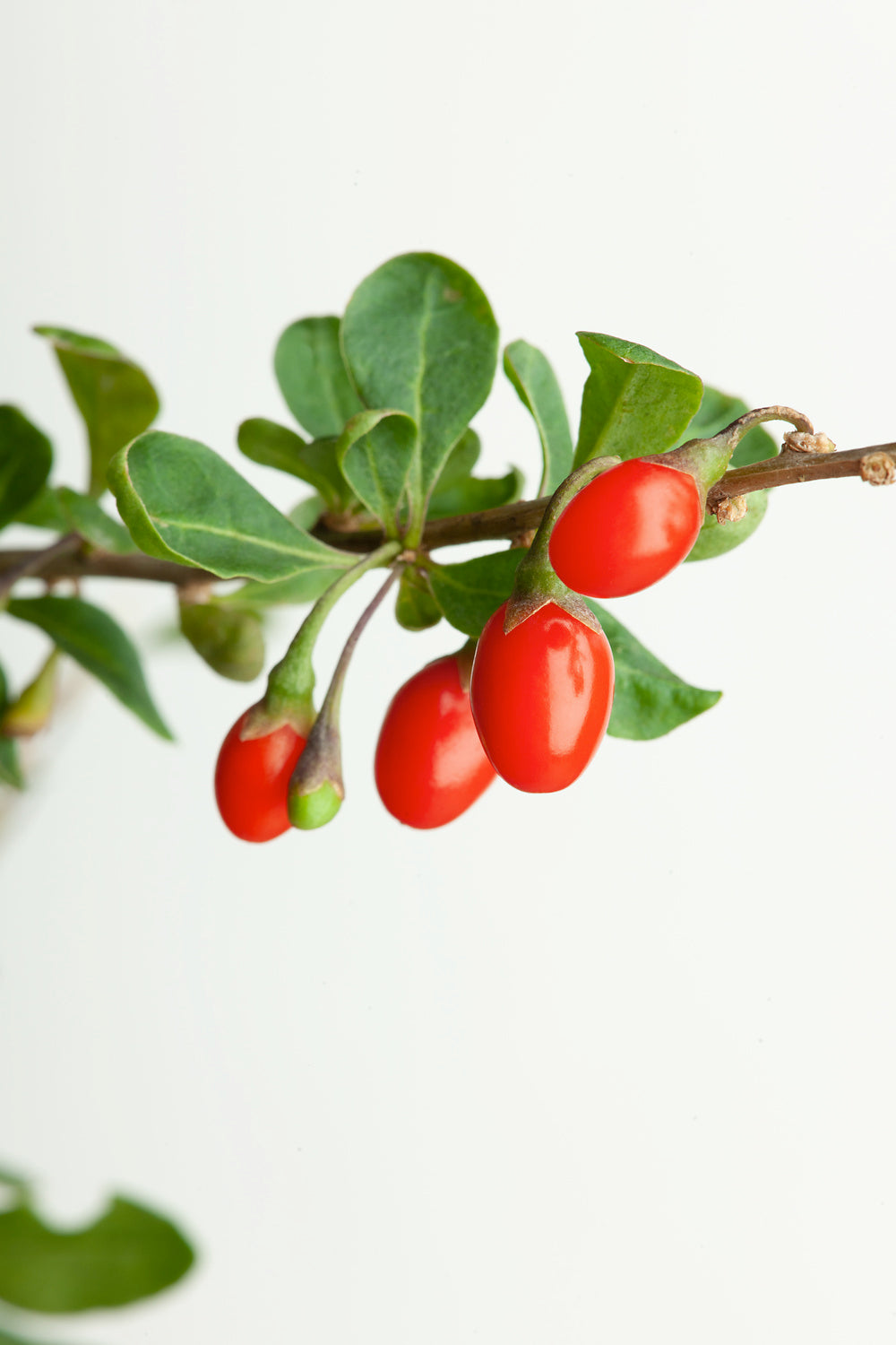 4 baies de Goji 30–38 cm