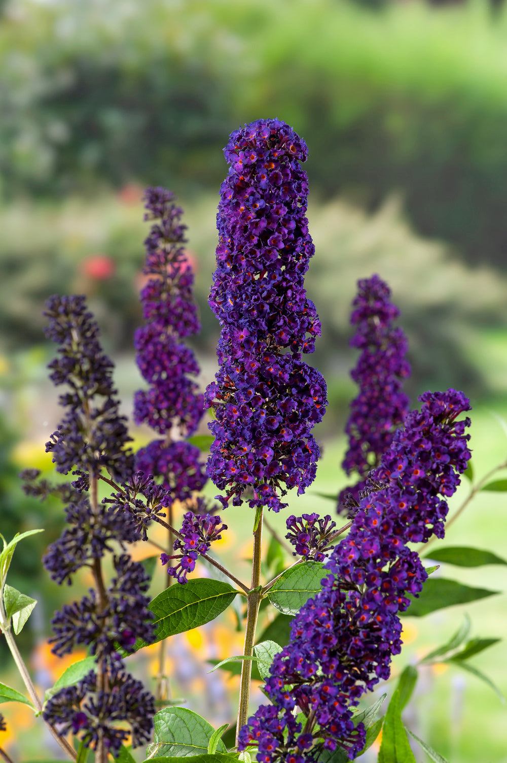 Lot de 3 arbres aux papillons ou lilas d'été (Buddleia de David) à fleurs noires/violettes