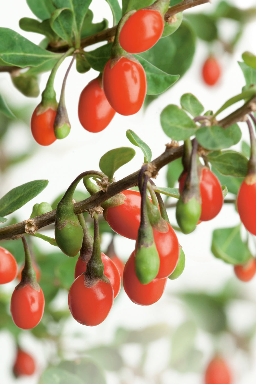 Lot de 8 plantes vitaminées 30–38 cm - 2 baies de Goji, 2 Honeyberry, 2 myrtilles, 2 grenades