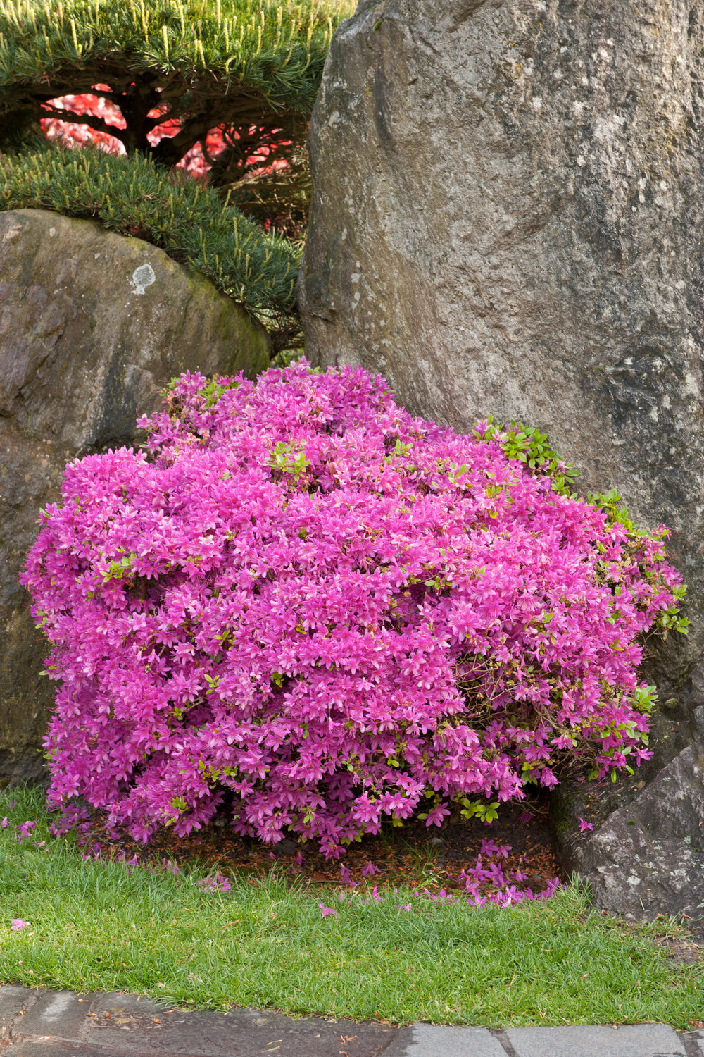 Lot de 8 rhododendrons - 2 blancs, 2 roses, 2 rouges, 2 violets 20-38 cm