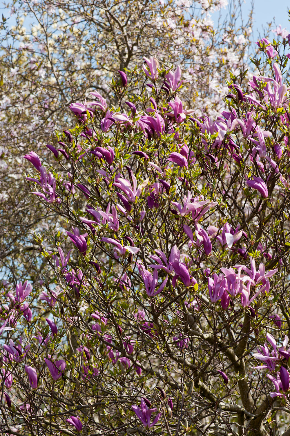 Lot de 3 magnolias Susan - 30-38 cm