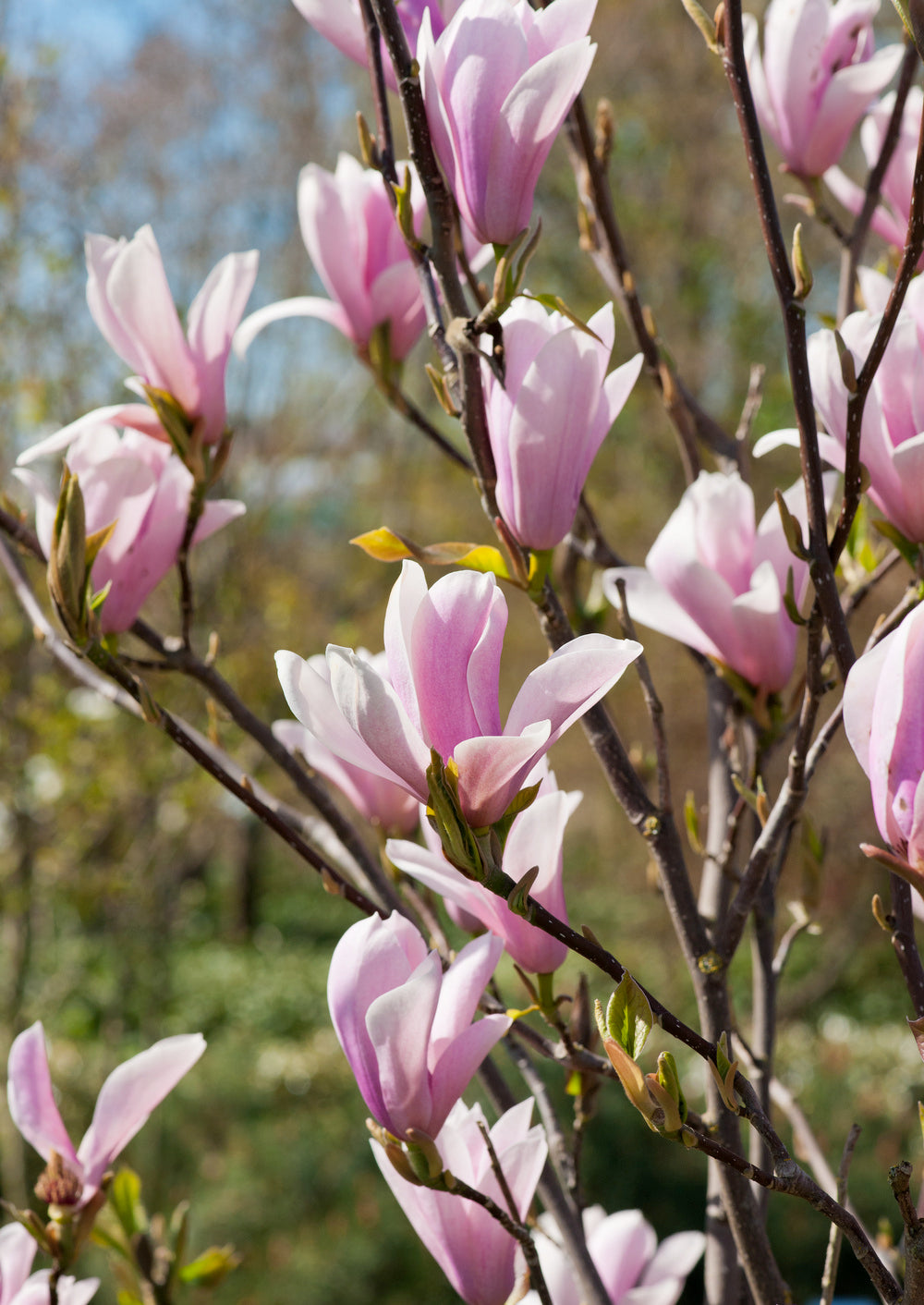 Lot de 3 magnolias Soulangeana - 30-38 cm