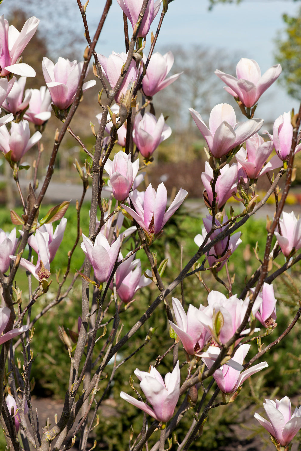 Lot de 6 magnolias Soulangeana - 30-38 cm