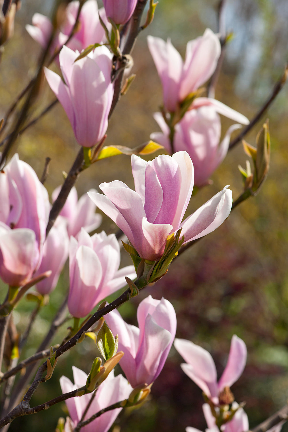 Lot de 6 magnolias Soulangeana - 30-38 cm