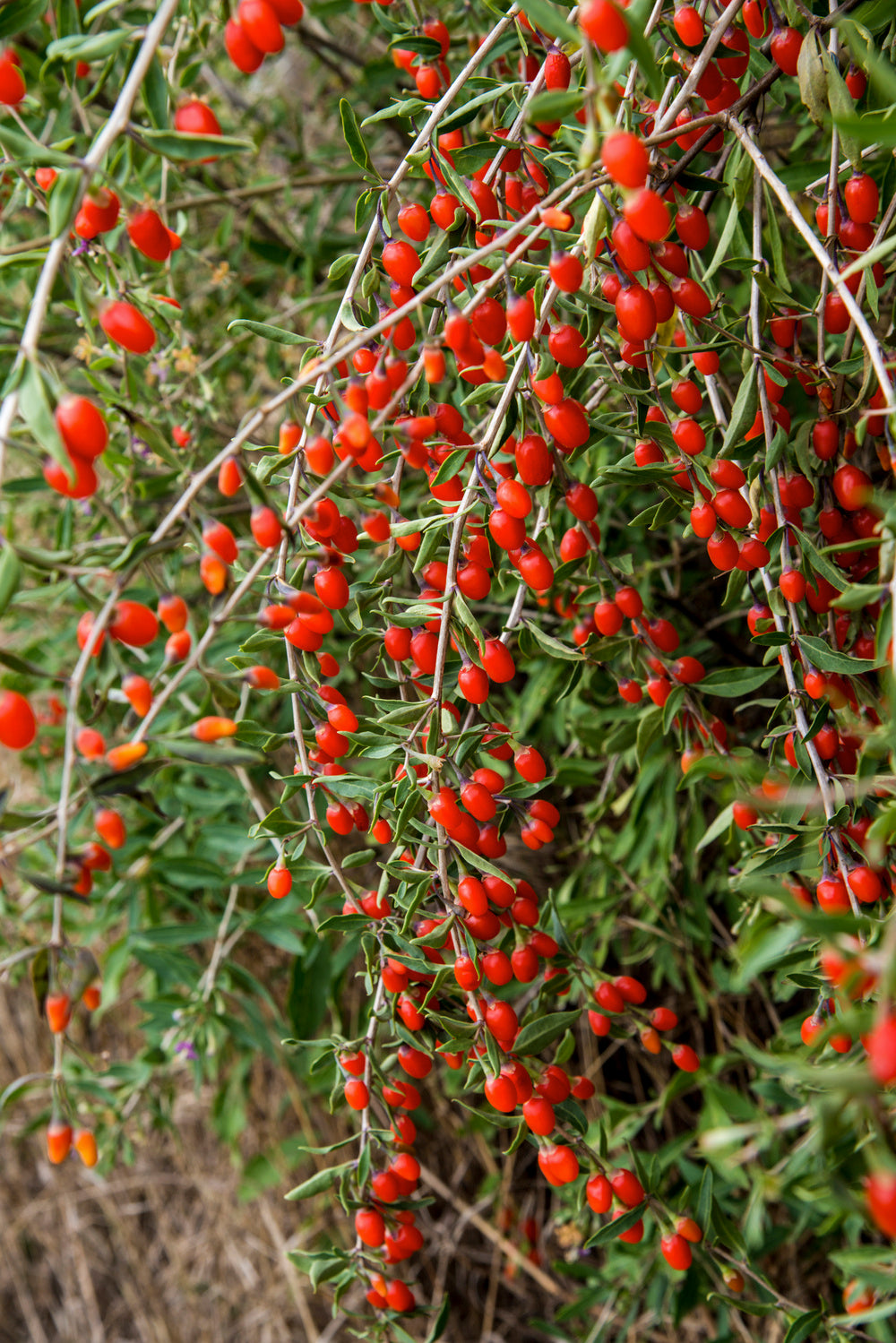 4 baies de Goji 30–38 cm